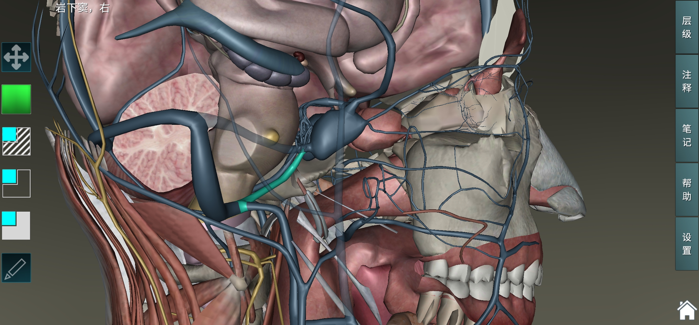 Screenshot_20241211_163325_com.MagicBody.HumanAnatomyAtlasFree.jpg